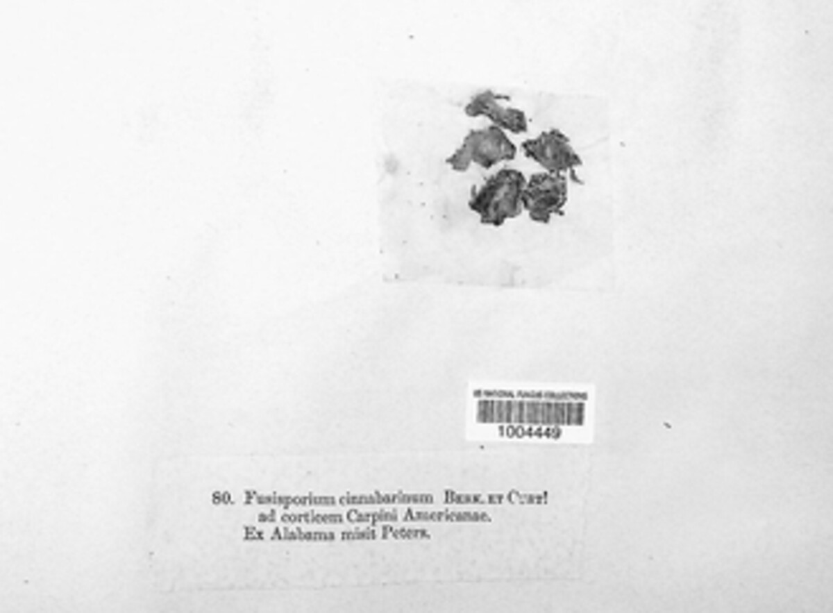 Fusisporium cinnabarinum image